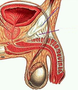 anatomi anggota lelaki